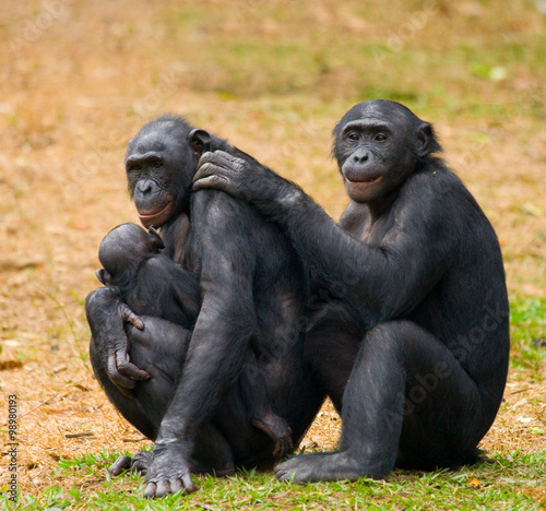 Group of Bonobos. Democratic Republic of Congo. Lola Ya BONOBO National Park. An excellent illustration.