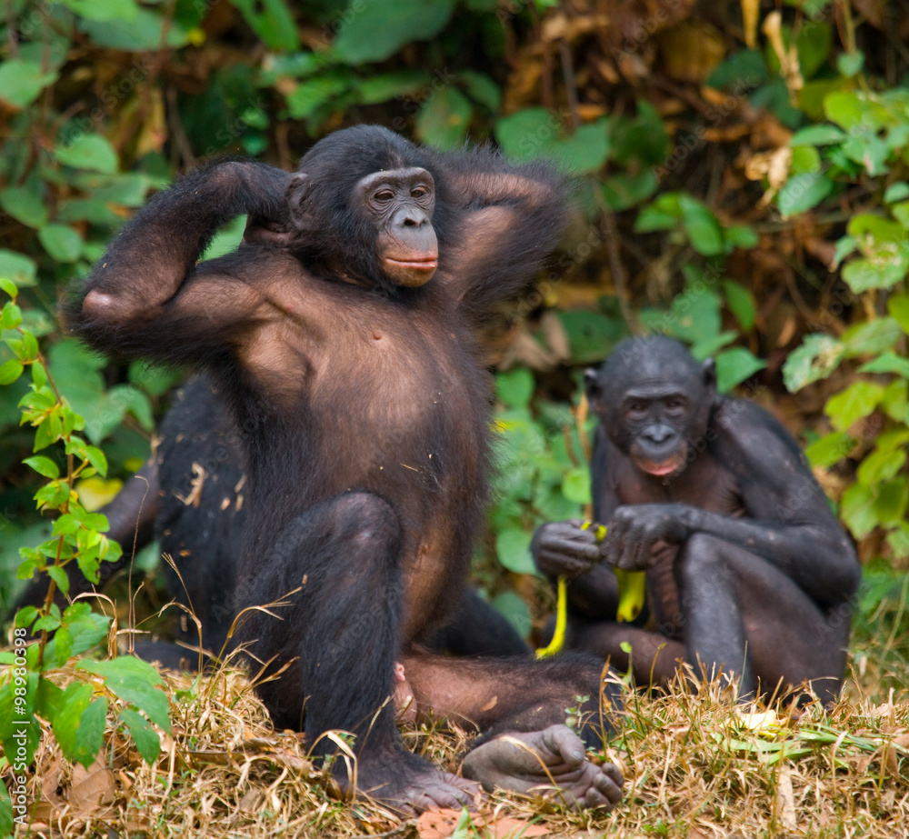 Obraz premium Female bonobo with a baby. Democratic Republic of Congo. Lola Ya BONOBO National Park. An excellent illustration.