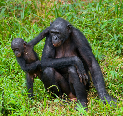 Female bonobo with a baby. Democratic Republic of Congo. Lola Ya BONOBO National Park. An excellent illustration.