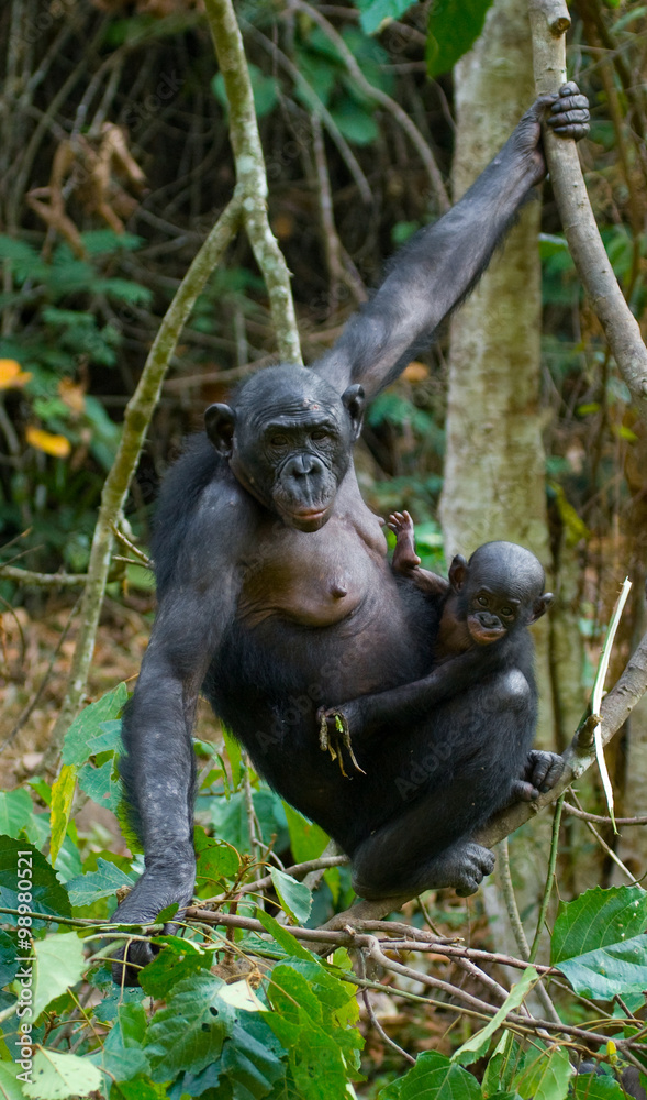 Fototapeta premium Female bonobo with a baby. Democratic Republic of Congo. Lola Ya BONOBO National Park. An excellent illustration.