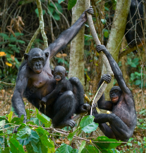 Group of Bonobos. Democratic Republic of Congo. Lola Ya BONOBO National Park. An excellent illustration.