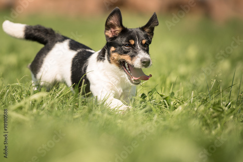 Jack Russell Terrier in Action