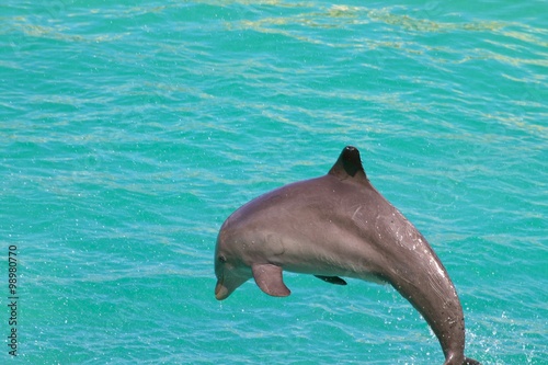 Dolphin/Jumping