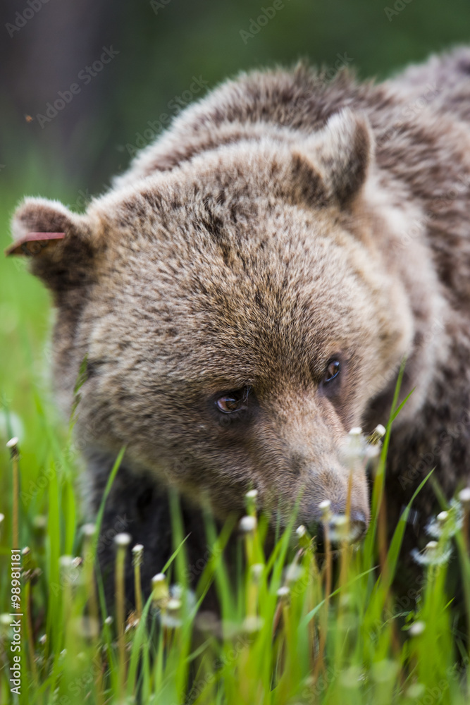 Obraz premium Brown Bear