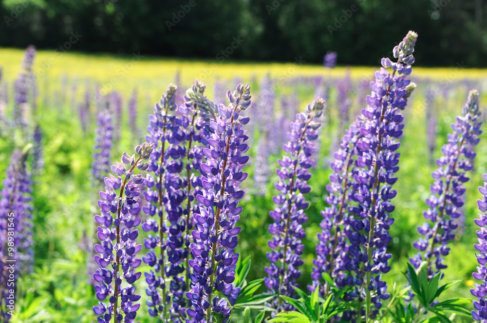 Obraz premium fresh lupine blooming in spring