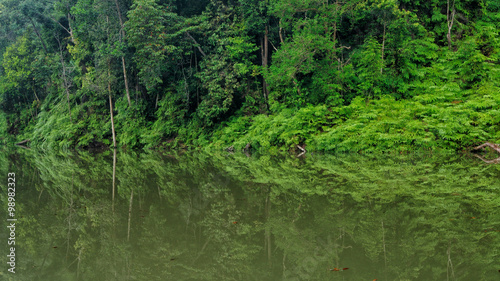 Green Reflection in the river bank