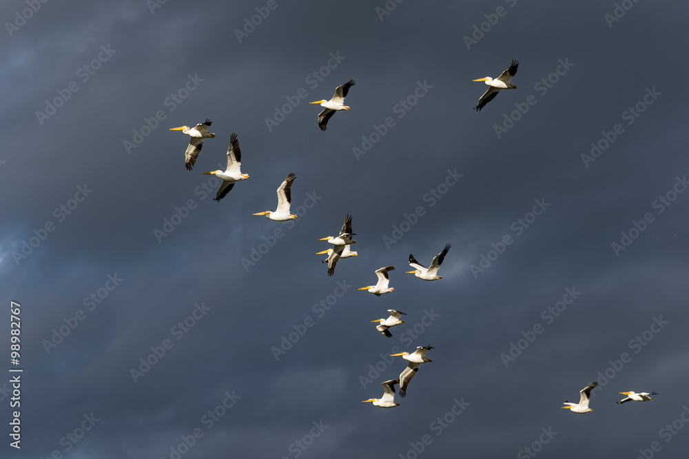 American White Pelican (Pelecanus erythrorhynchos) American White Pelican (Pelecanus erythrorhynchos)