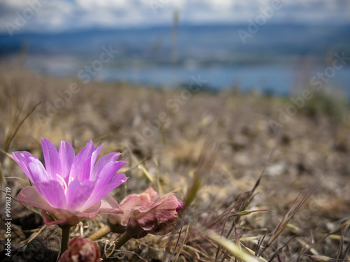 Flower of the Bitterroot on Alpine Terrain