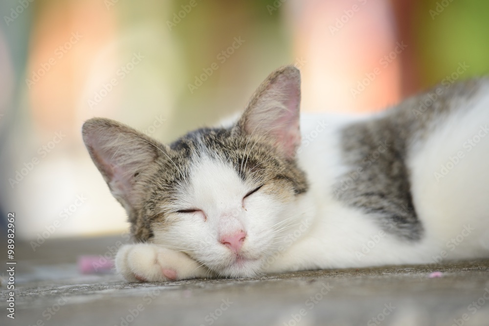 Fototapeta premium Sleeping cat
