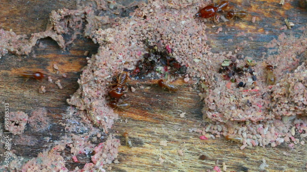 termites, termite, subterranea,Termite mounds over the wood chips