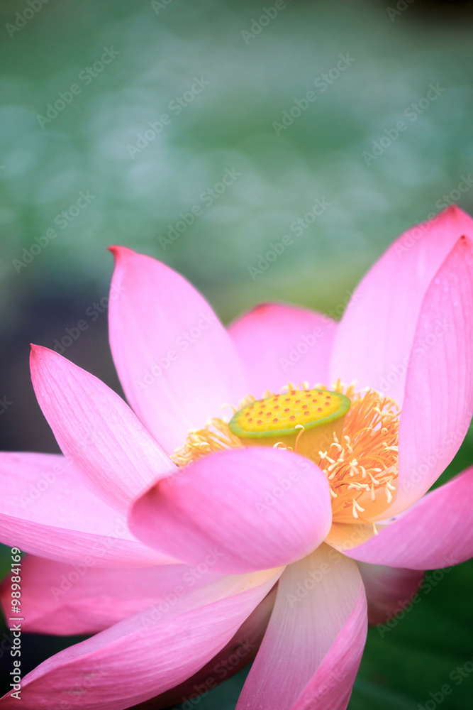 蓮の花 蓮の花