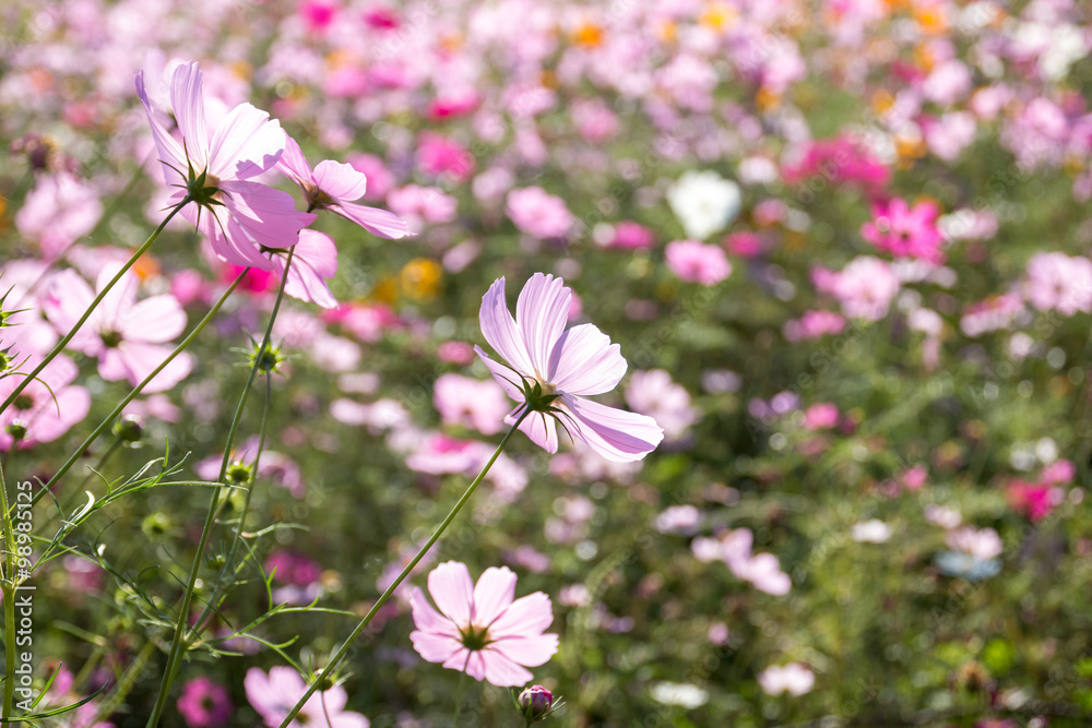 Fototapeta premium コスモスの花