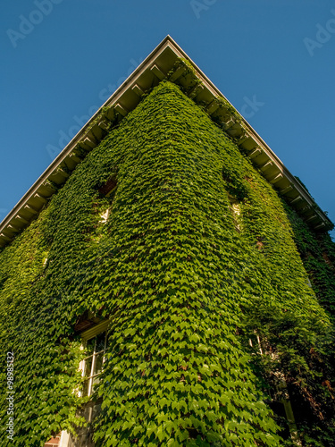 Obraz na plátně Climbing Vine on Building