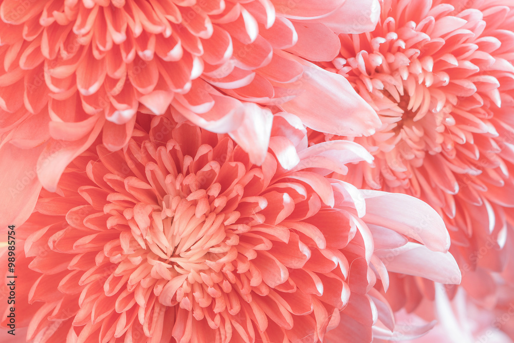 Pink color daisy macro background Pink color daisy macro background