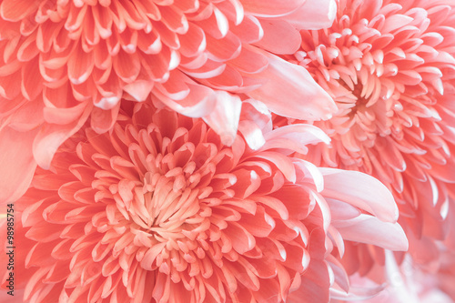 Pink color daisy macro background