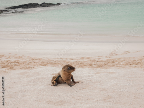 Baby Sea Lion Sitting Up