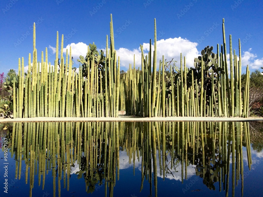 Ταπετσαρία Garden of Saguaro Cactus Plants in Mexico