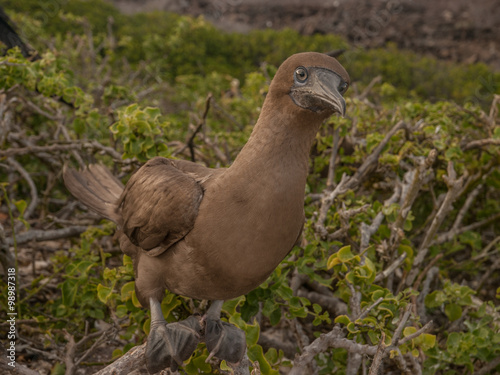 Brown Booby