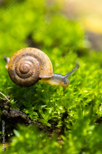 snail and moss leaf