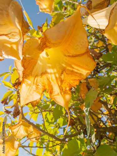 Yellow Angels Trumpet Flower