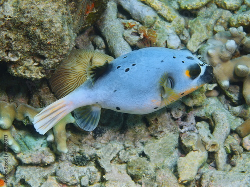 Pufferfish, Island Bali