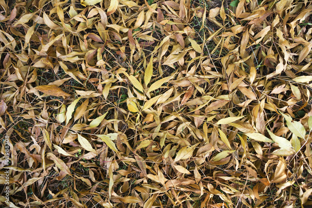 Close-up of autumn leaves on the ground