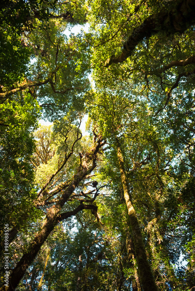 Obraz premium forest trees.