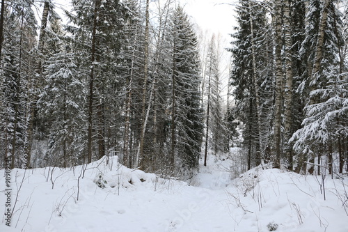 Заснеженный лес зимним днем