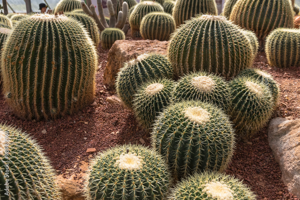 Giant cactus Giant cactus