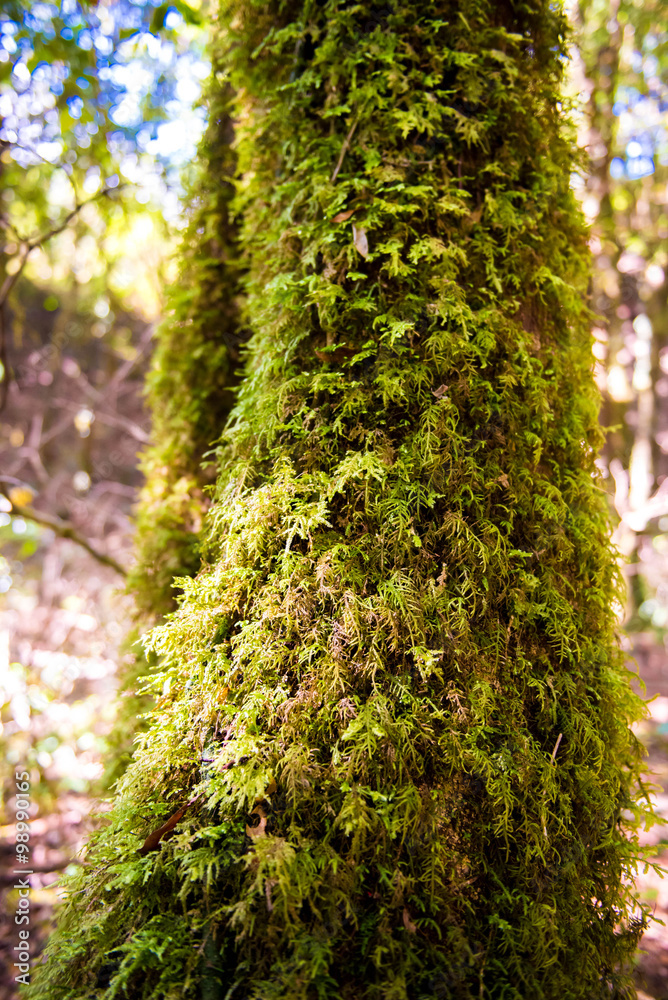 Naklejka premium moss on tree