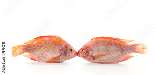 Red Tilapia