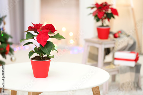 Christmas flower poinsettia on holiday interior