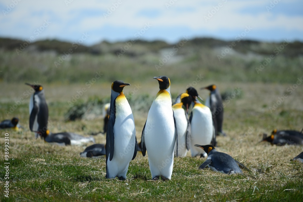 Fototapeta premium King penguins on the Bay of Inutil.
