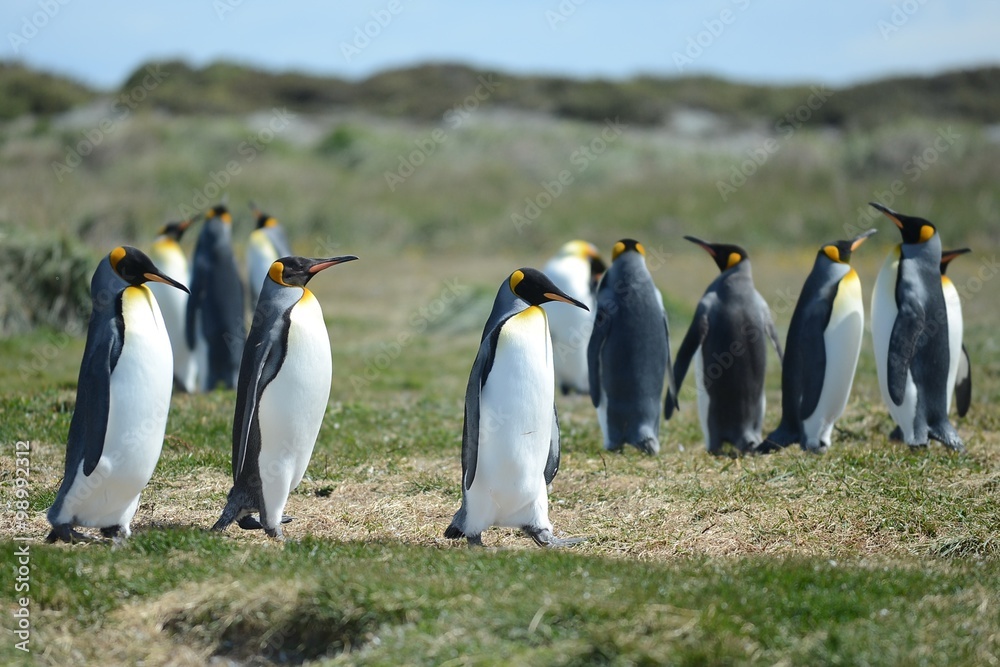 Obraz premium King penguins on the Bay of Inutil.