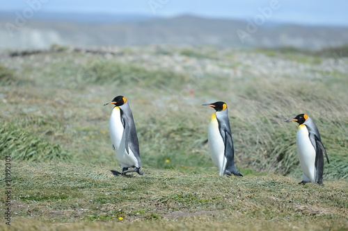 King penguins on the Bay of Inutil.