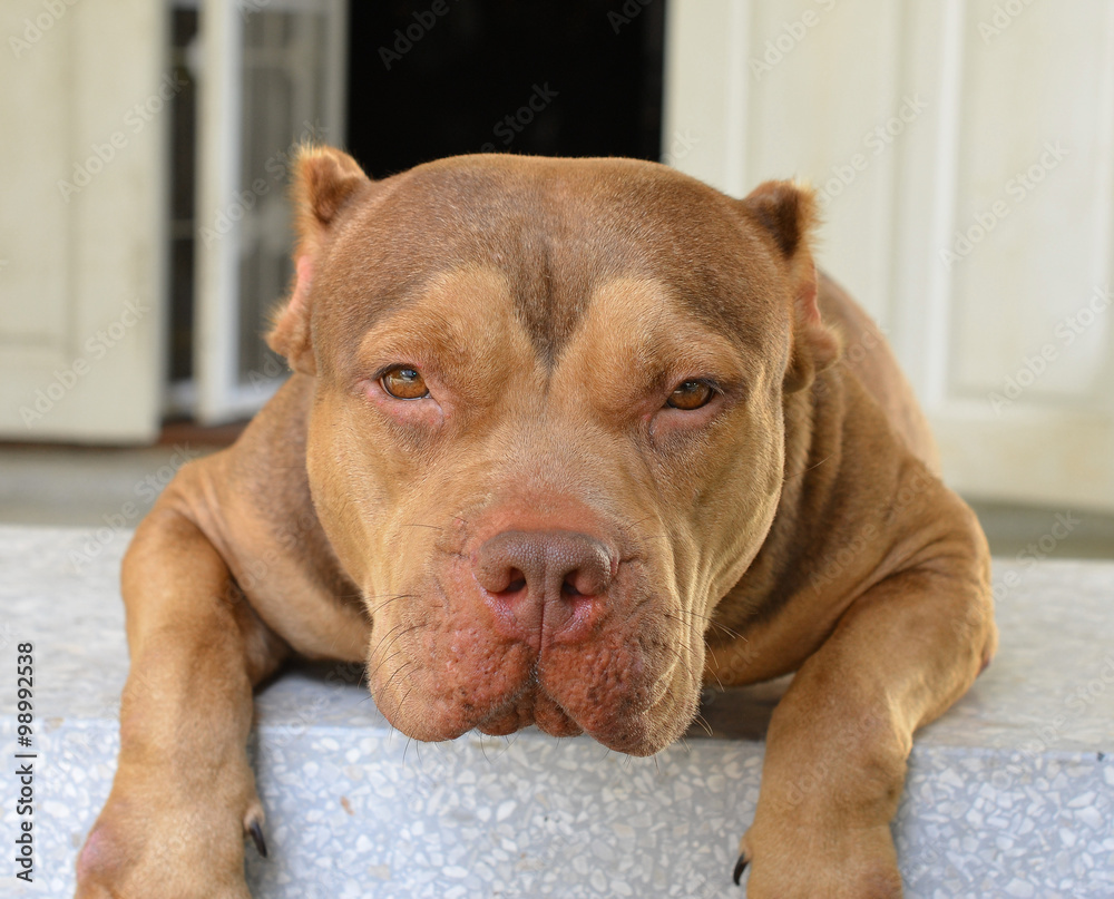 Obraz premium Pit Bull Dog