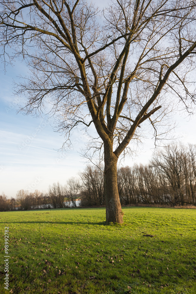 Obraz premium Bare tree in a green grass field