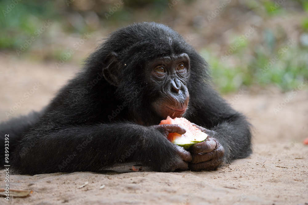 Obraz premium Baby of Bonobo eating watermelon. Democratic Republic of Congo. Lola Ya BONOBO National Park. An excellent illustration.