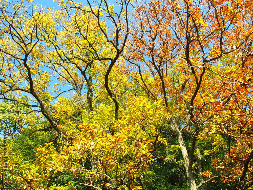 Naklejka premium 秋の林