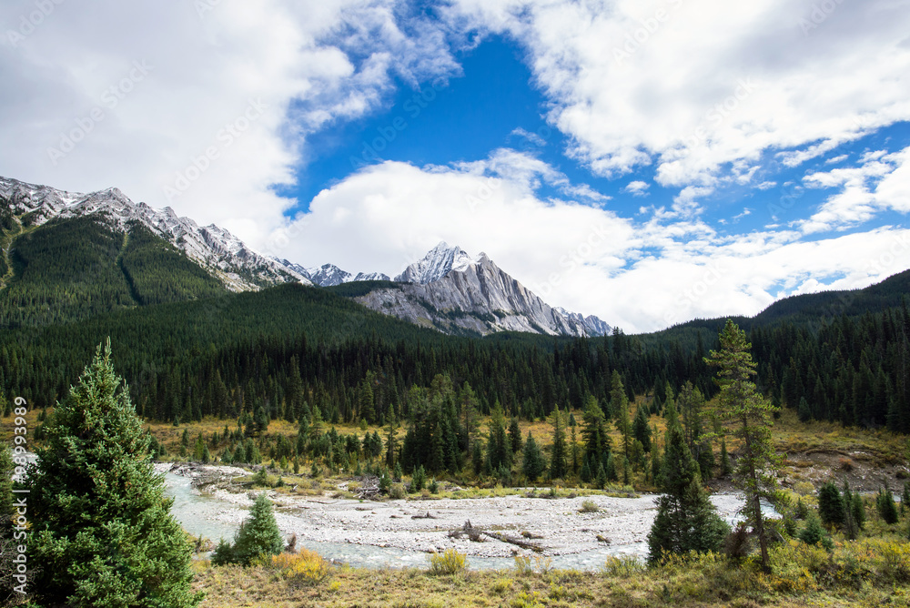 Fototapeta premium river in the middle of a pins forest in the mountains of alberta canada