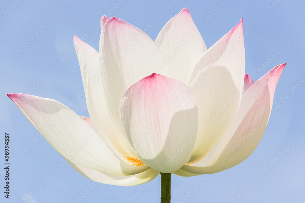 Fototapeta premium Lotus