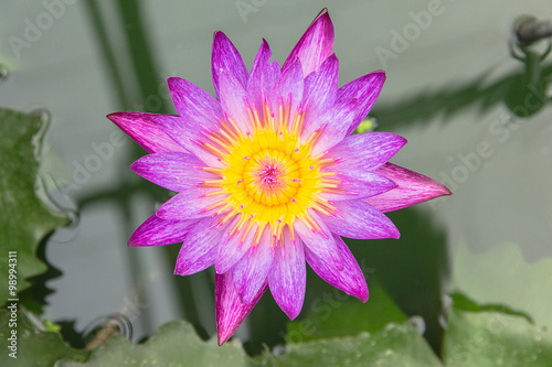 Lotus