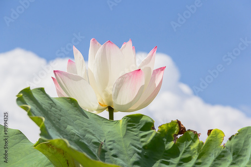 Lotus