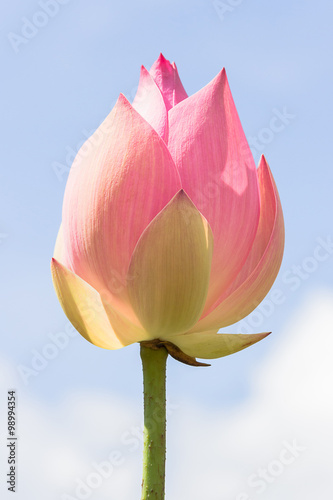 Lotus