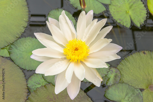 Lotus