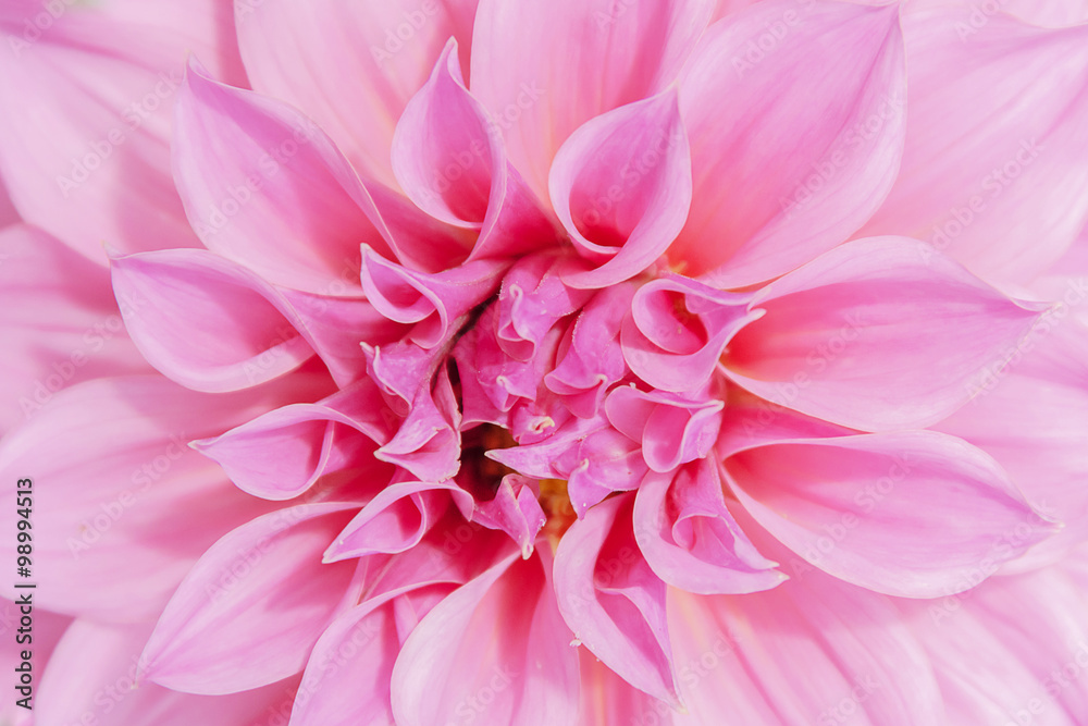 Fototapeta premium pink Dahlias