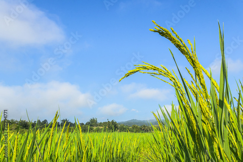 Paddy field