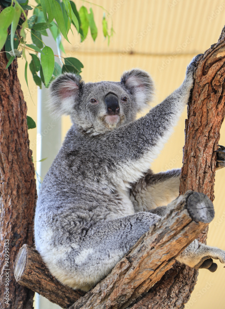 Fototapeta premium koala in sydney zoo,australia