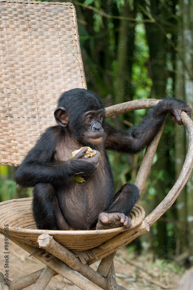 Bonobo sits on a chair. Democratic Republic of Congo. Lola Ya BONOBO National Park. An excellent illustration. Bonobo sits on a chair. Democratic Republic of Congo. Lola Ya BONOBO National Park. An excellent illustration.