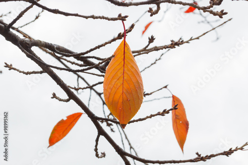 dried leaves on the tree